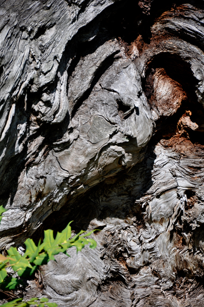 face in the log